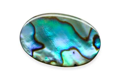 paua shell